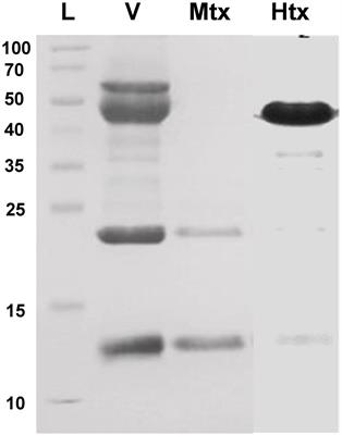 Development of Nanobodies Against Hemorrhagic and Myotoxic Components of Bothrops atrox Snake Venom